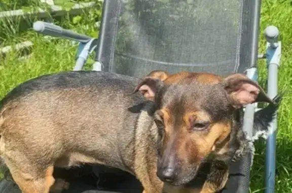Petit chien noir et feu perdu à Mons-en-Barœul - photo