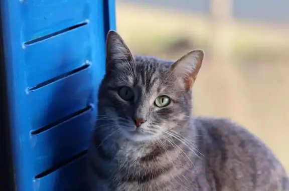 Animaux perdus Bonneuil-Matours, photo: Chatte disparue à Bonneuil-Matours