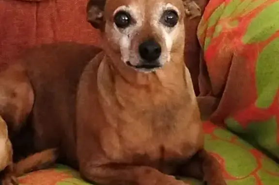 Pinscher roux 11 ans perdu aux Arcs - photo