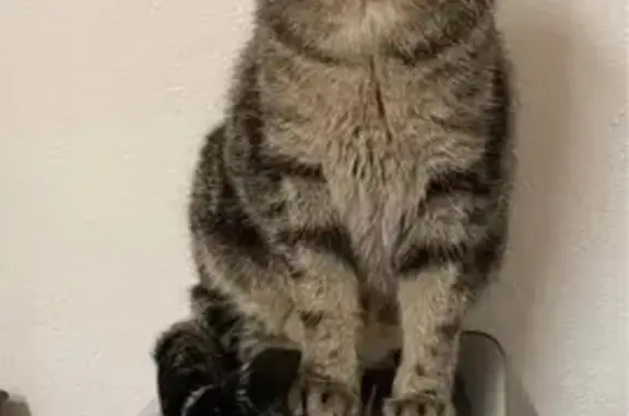 Animaux perdus Villerupt, photo: Chat européen gris perdu à Villerupt