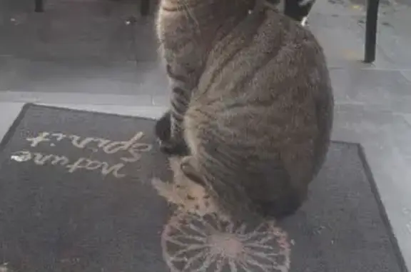 Chat tigré familier trouvé à San-Giuliano - photo
