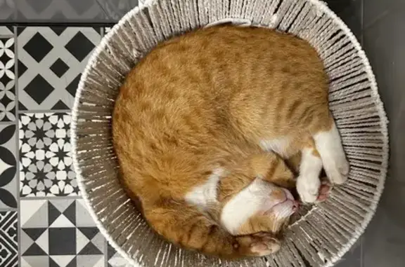 Chat perdu, Quimper, photo: Chat perdu à Quimper, Voie Romaine