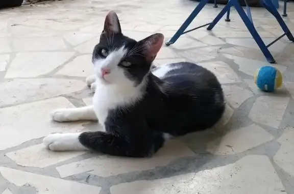 Animaux perdus Yzeure, photo: Chat noir et blanc perdu à Yzeure