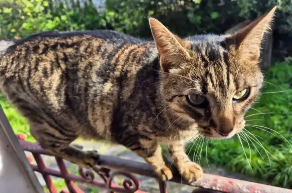 Animaux perdus Ris-Orangis, photo: Chat fauve disparu à Ris-Orangis