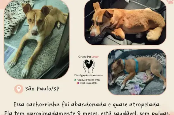 Lar Urgente para Cachorrinha Resgatada