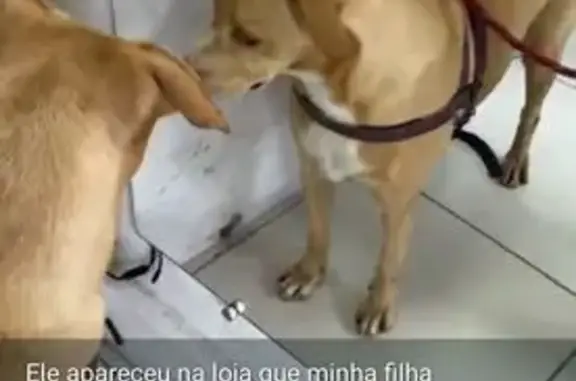 Urgente: Lar Temporário para Cachorro Perdido