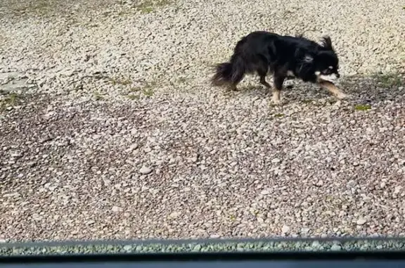 Chienne craintive trouvée à Arcis-sur-Aube - photo