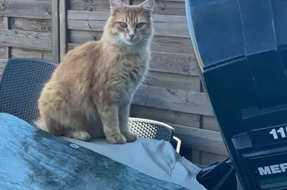 Animaux perdus , photo: Chat roux perdu aux Martres-de-Veyre