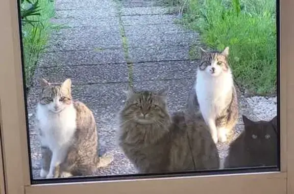 Chat tatoué disparu à Aubagne - photo