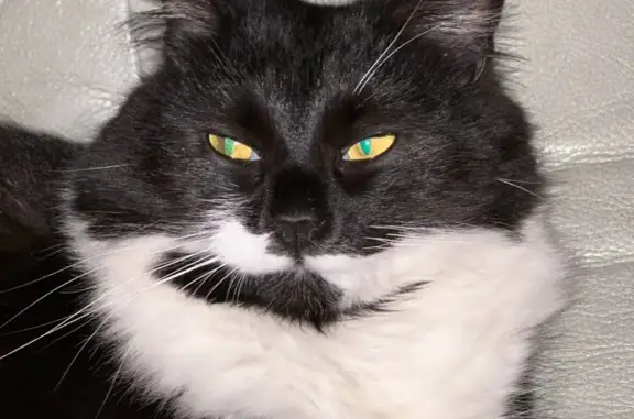 Chatte craintive perdue à Nemours - photo