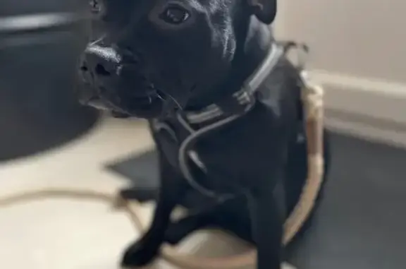 Chien perdu Bouray-sur-Juine, photo : Staffie noire Nina perdue à Bouray-sur-Juine