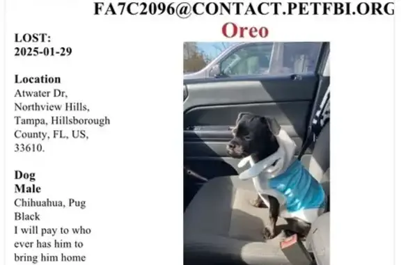 Lost Dog: Oreo, Pug-Chihuahua Mix