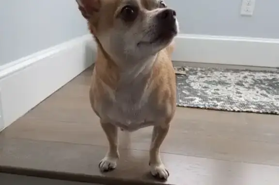 Lost Tan Chihuahua in Falmouth Area