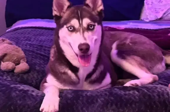 Help Find Phoebe: Lost Husky in San Antonio