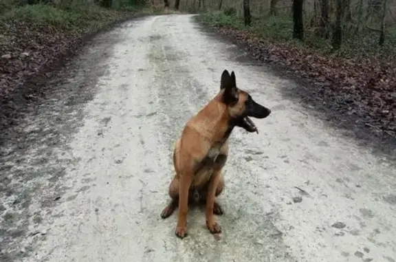 Chien perdu Béthisy-Saint-Pierre, photo : Xarius, jeune Malinois perdu à Béthisy