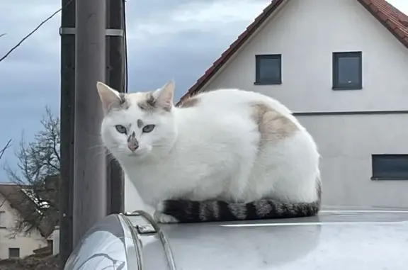 Animaux trouvés Oermingen, photo: Chat trouvé en forêt d'Oermingen