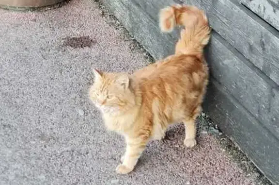 Chat roux errant, 2 ans, trouvé à Fréjus - photo