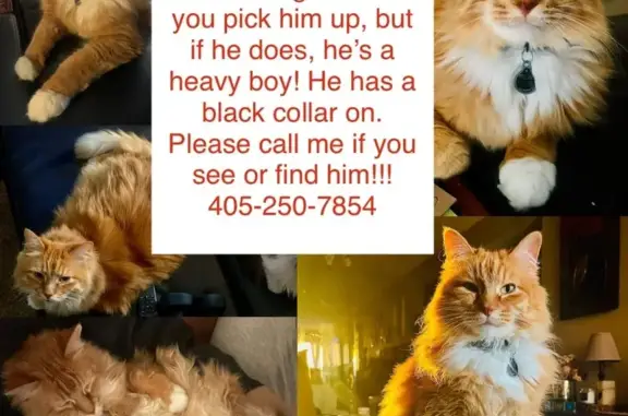 Lost Cat Alert: Help Find Our Furry Friend!