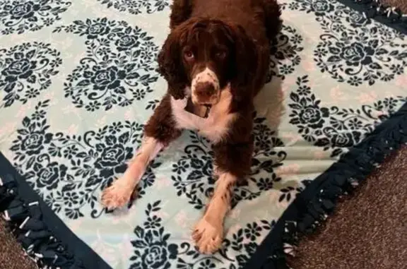 Lost Springer Spaniel: Chevie Needs Help