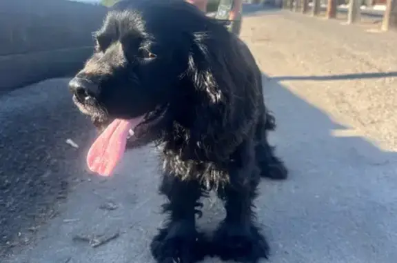 Found: Sweet Black Cocker Spaniel