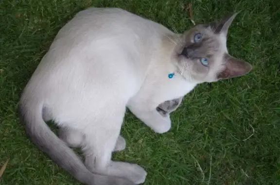 Lost Blue Point Siamese in Roodepoort