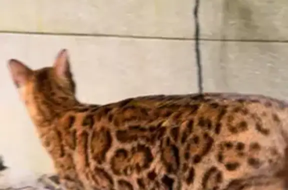 Chat perdu, Meudon, photo: Bengale fauve perdue, Meudon, Rue de Paris