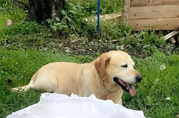 Chien perdu , photo : Labrador crème perdu à Hermival-les-Vaux