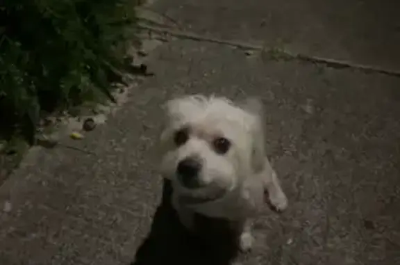 Lost Maltese: Help Find Gordo in Miami