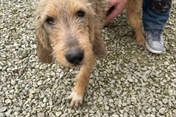 Chien trouvé , photo: Chien maigre trouvé près de Vaudes