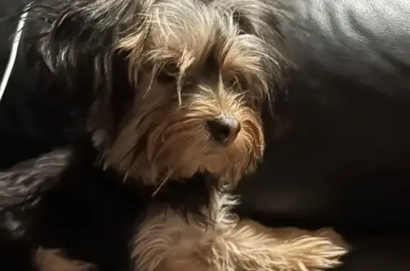 Help Find Missing Yorkie on Muriel Dr!