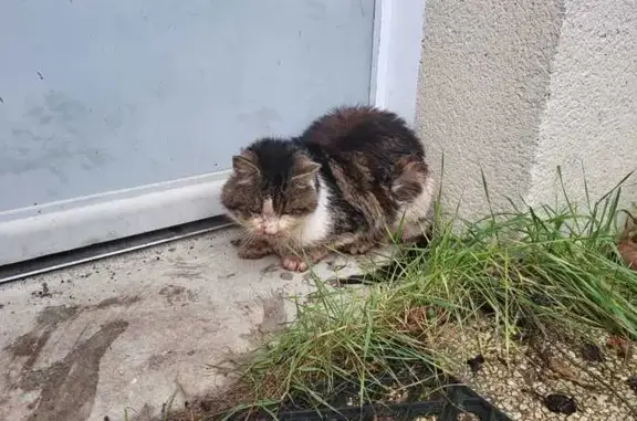 Chat aveugle trouvé, non identifié, Saint-Épain - photo