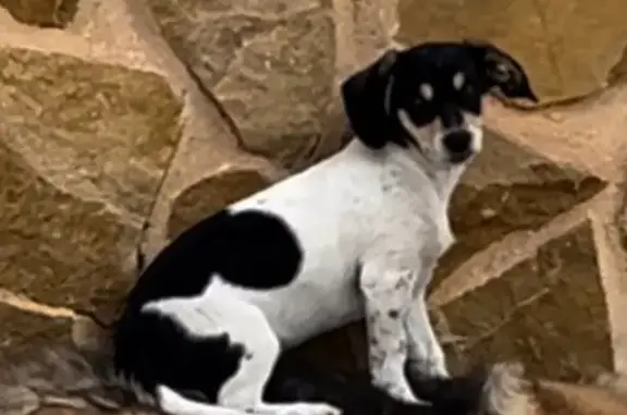 Perro Perdido en Elche: Blanca y Negra