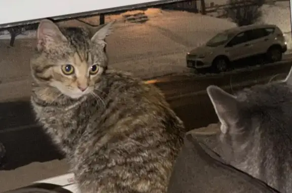 Lost Brown Tabby Cat - Help Find Her!