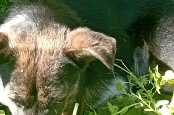 Mestiza cariñosa encontrada en Alcalá del Río