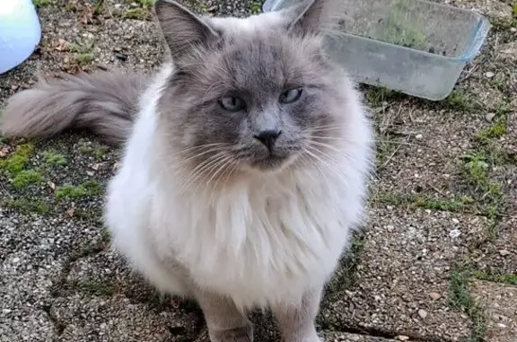 Chat trouvé : poils longs, yeux bleus - photo