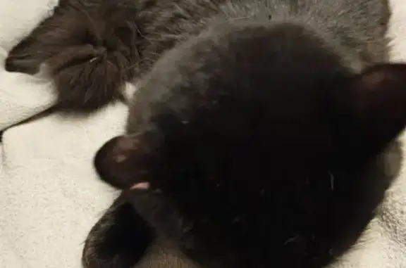 Animaux trouvés Bischoffsheim, photo: Chat noir trouvé à Bischoffsheim