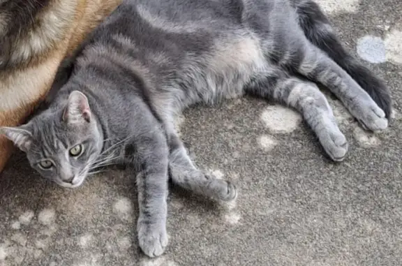 Chat tigré gris perdu à Saint-Sulpice - photo