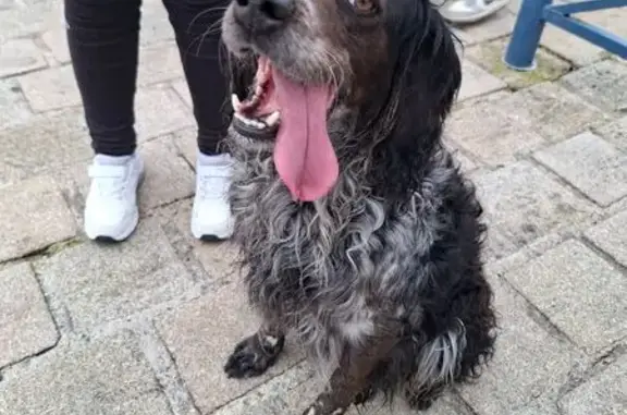 Chien Épagneul trouvé à Mortagne-sur-Sèvre - photo