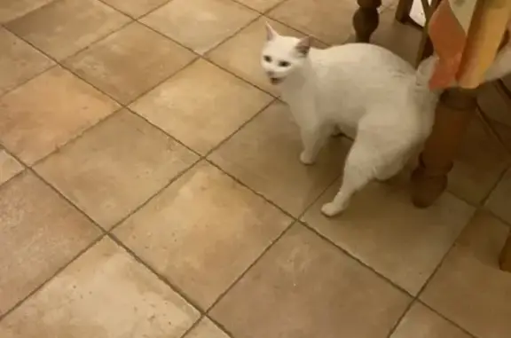 Chat trouvé Breuillet, photo: Chat blanc aux yeux bleus trouvé à Breuillet