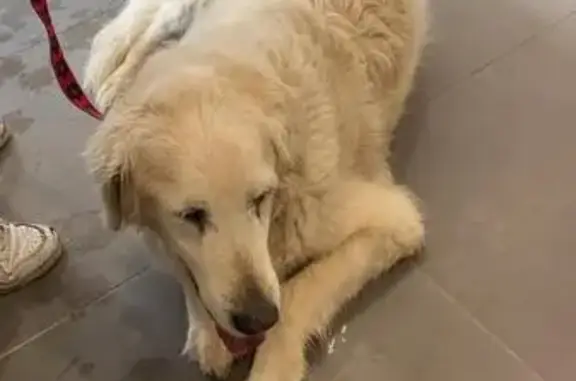 Golden retriever mâle trouvé à Aix-en-Provence - photo