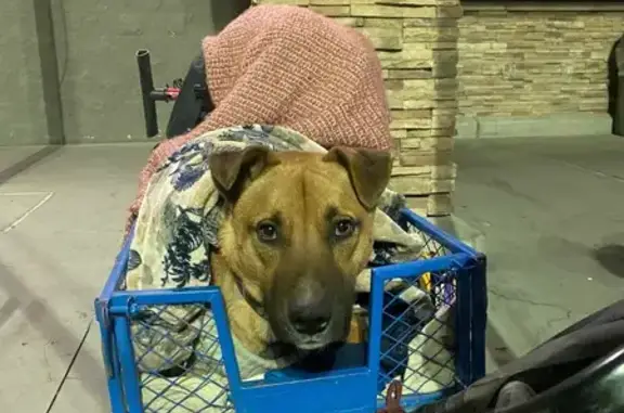 Help Needed for Homeless Man's Sick Dog