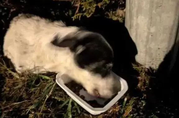 Chien trouvé , photo: Chien noir et blanc blessé trouvé rue Paix