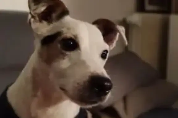 Chien perdu, Jack, docile, Parigné-l'Évêque - photo