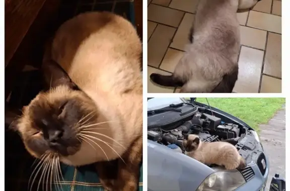 Chat perdu, Nouvelle-Aquitaine, photo: Blanco, siamois 1.5 ans perdu à Aubiac