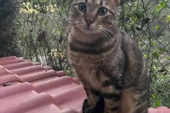 Chat perdu, Marseille Bompard, photo: Chat perdu à l'Estaque, Marseille