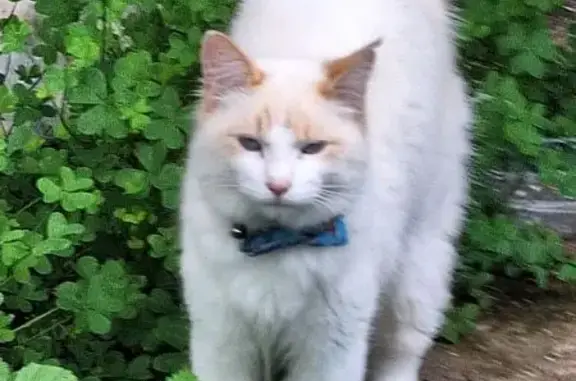 Gato Blanco y Beige con Collar Azul en Chiclana