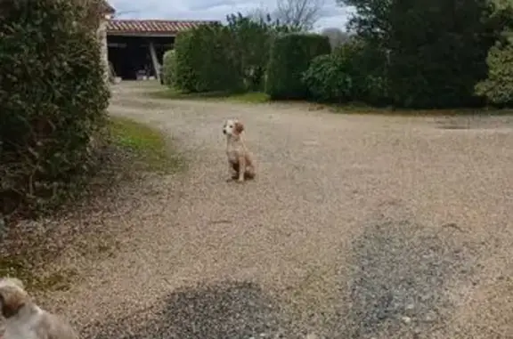 Animaux trouvés Marciac, photo: Chiens trouvés Chemin de la Sappe, Marciac