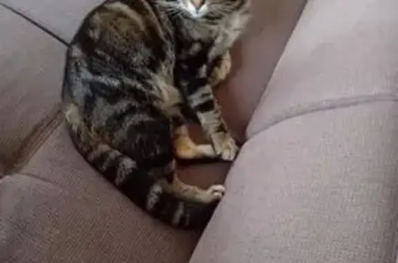 Chat perdu, , photo: Chat tigré gris disparu à Fomerey