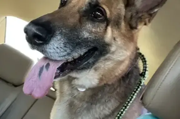 Found Older German Shepherd in Chandler