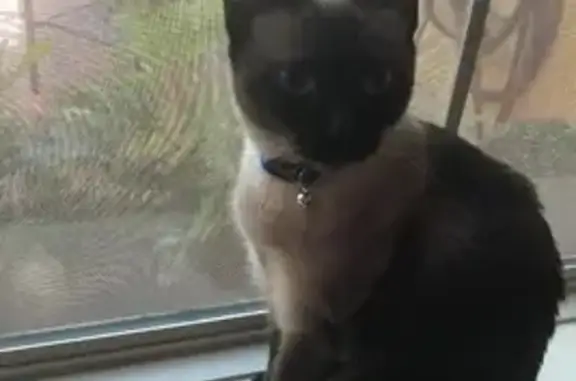 Lost Siamese Cat on Kaliste Saloom Rd